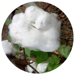 Joki Foxy - 100% Organic Cotton